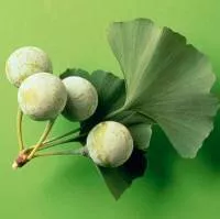 /handbook/raw/ginkgo-biloba/